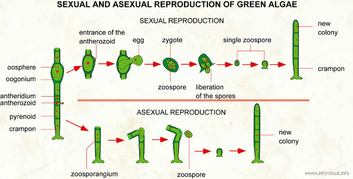 Reproduction of green algae
